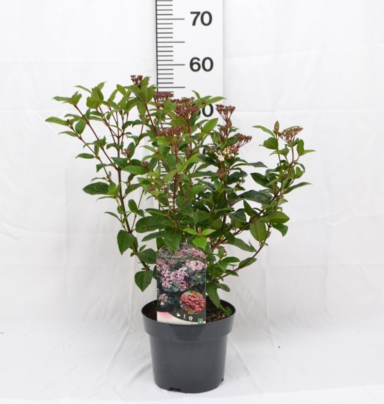 Viburnum tin. 'Spirit' - C3 20-40 CM